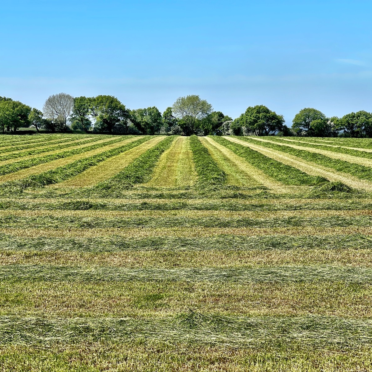 زمین برای فروش